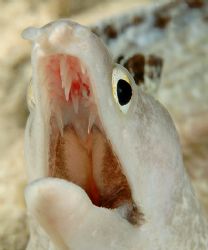 I found this eel at 10 feet depth, on a shore dive in Cur... by David Heidemann 